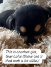 Anne’s Vines - Grenache