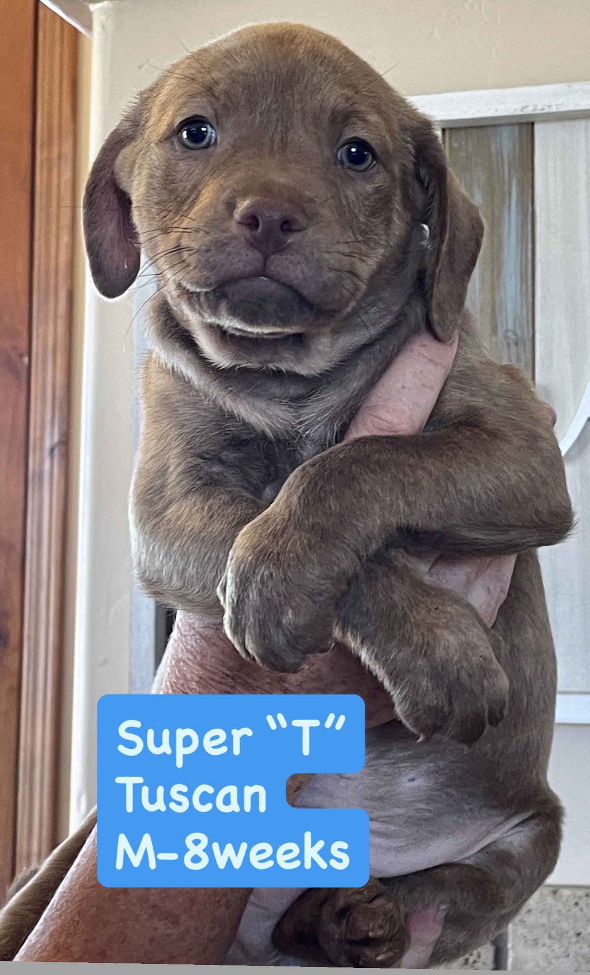 Anne’s Vines - Super “T” Tuscan