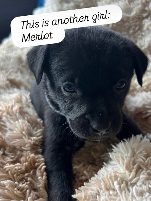 Anne’s vines - Merlot