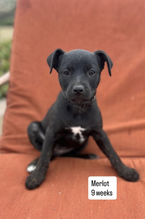 Anne’s Vines - Merlot, an adoptable American Staffordshire Terrier in San Diego, CA