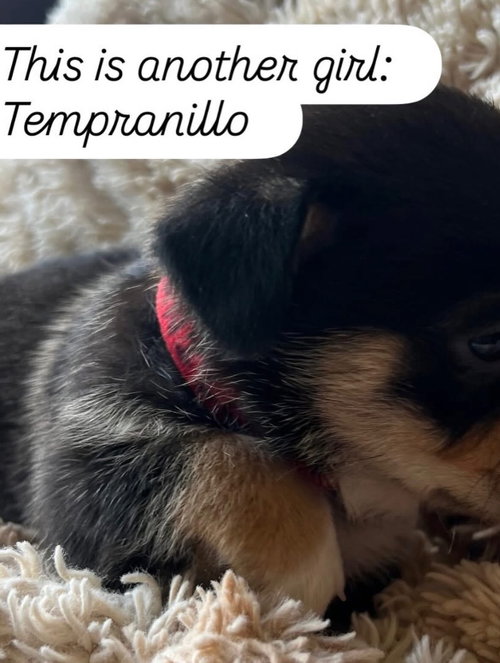 Anne’s vines - Tempranillo