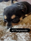 Anne’s Vines - Tempranillo