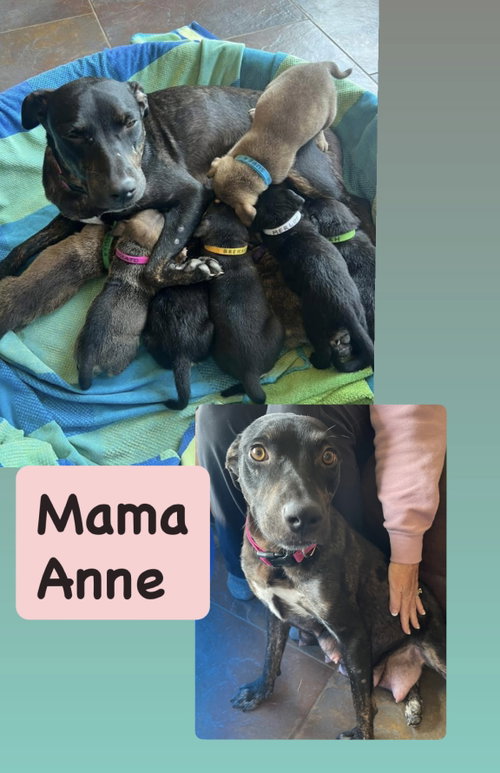 Anne