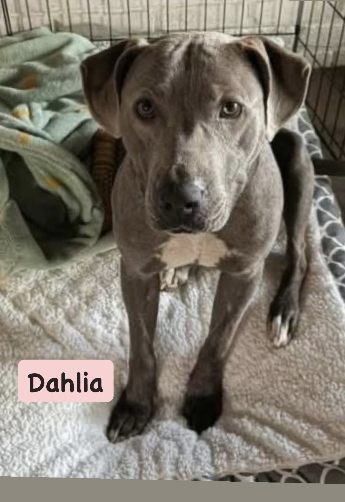 Dahlia