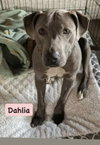Dahlia