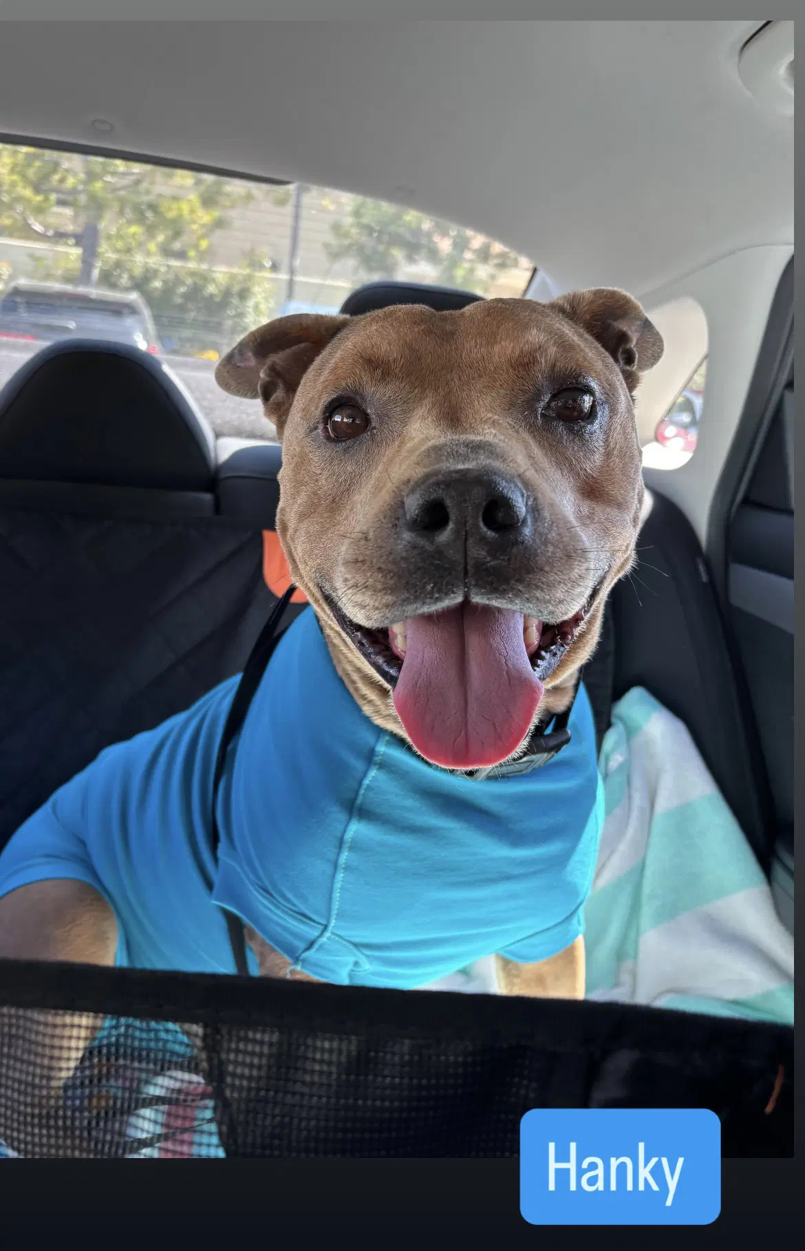 Hanky - American Staffordshire Terrier