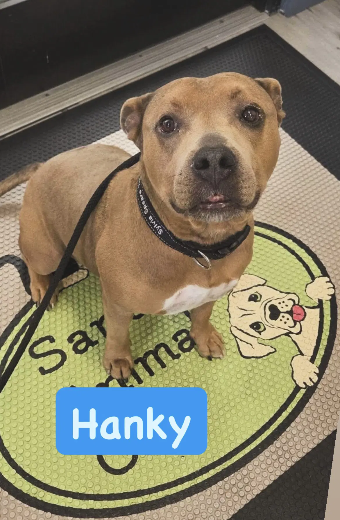 Hanky image 2