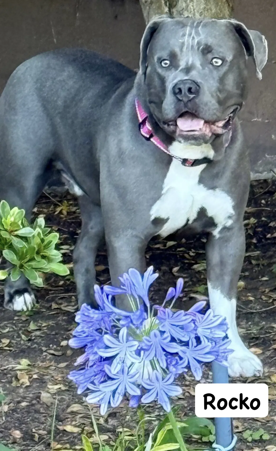 Rocko - American Staffordshire Terrier