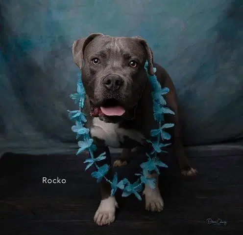 Rocko image 3