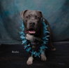 Rocko