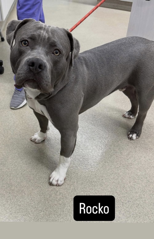 Rocko, an adoptable American Staffordshire Terrier in San Diego, CA
