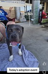 Rocko