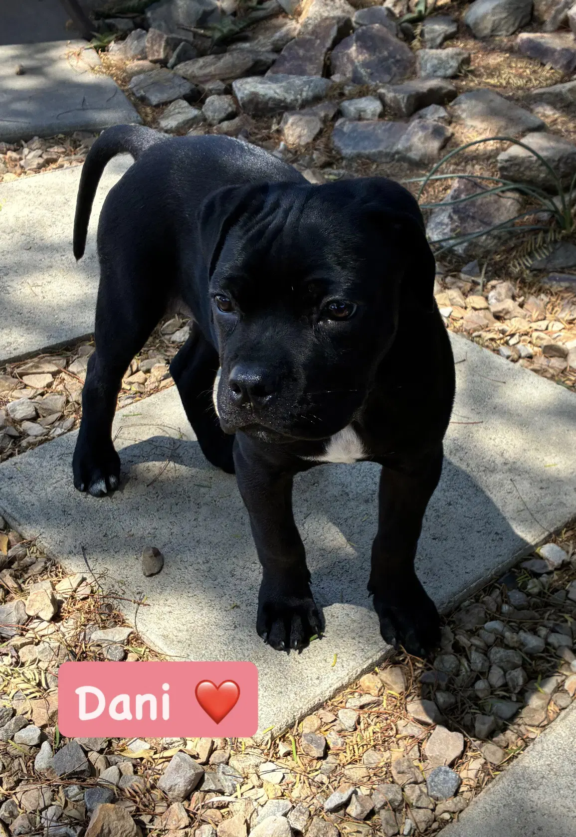 Dani - American Staffordshire Terrier
