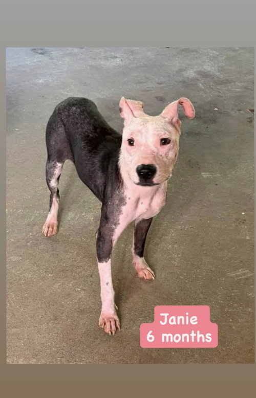 Janie