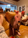 Janie