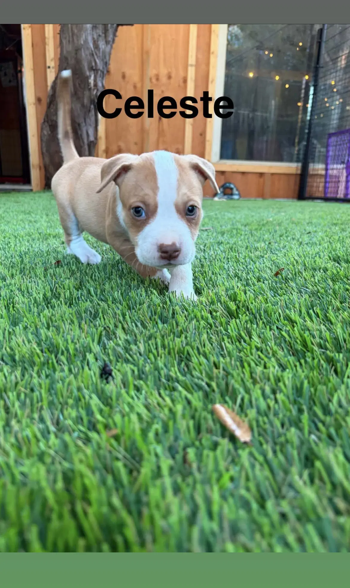 Lunas Stars - Celeste - American Staffordshire Terrier