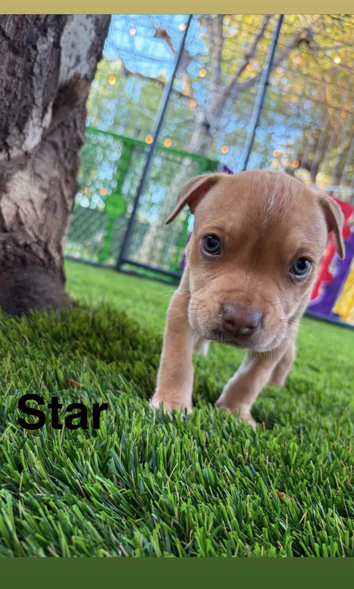Lunas Stars - Star - American Staffordshire Terrier