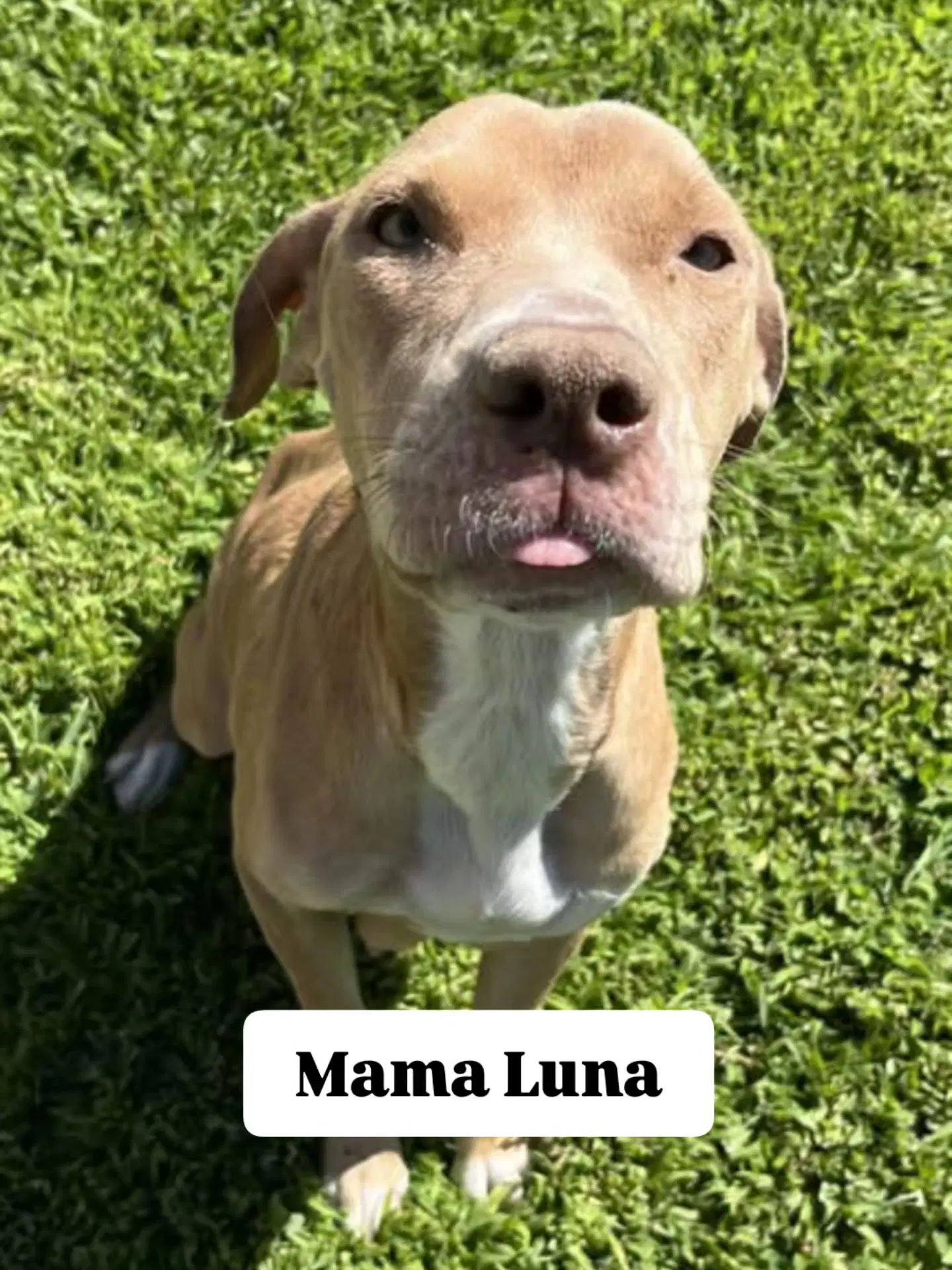 Luna - American Staffordshire Terrier