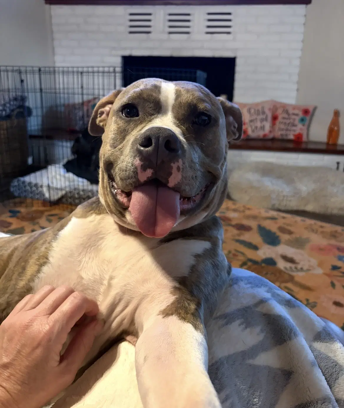Beau - American Staffordshire Terrier