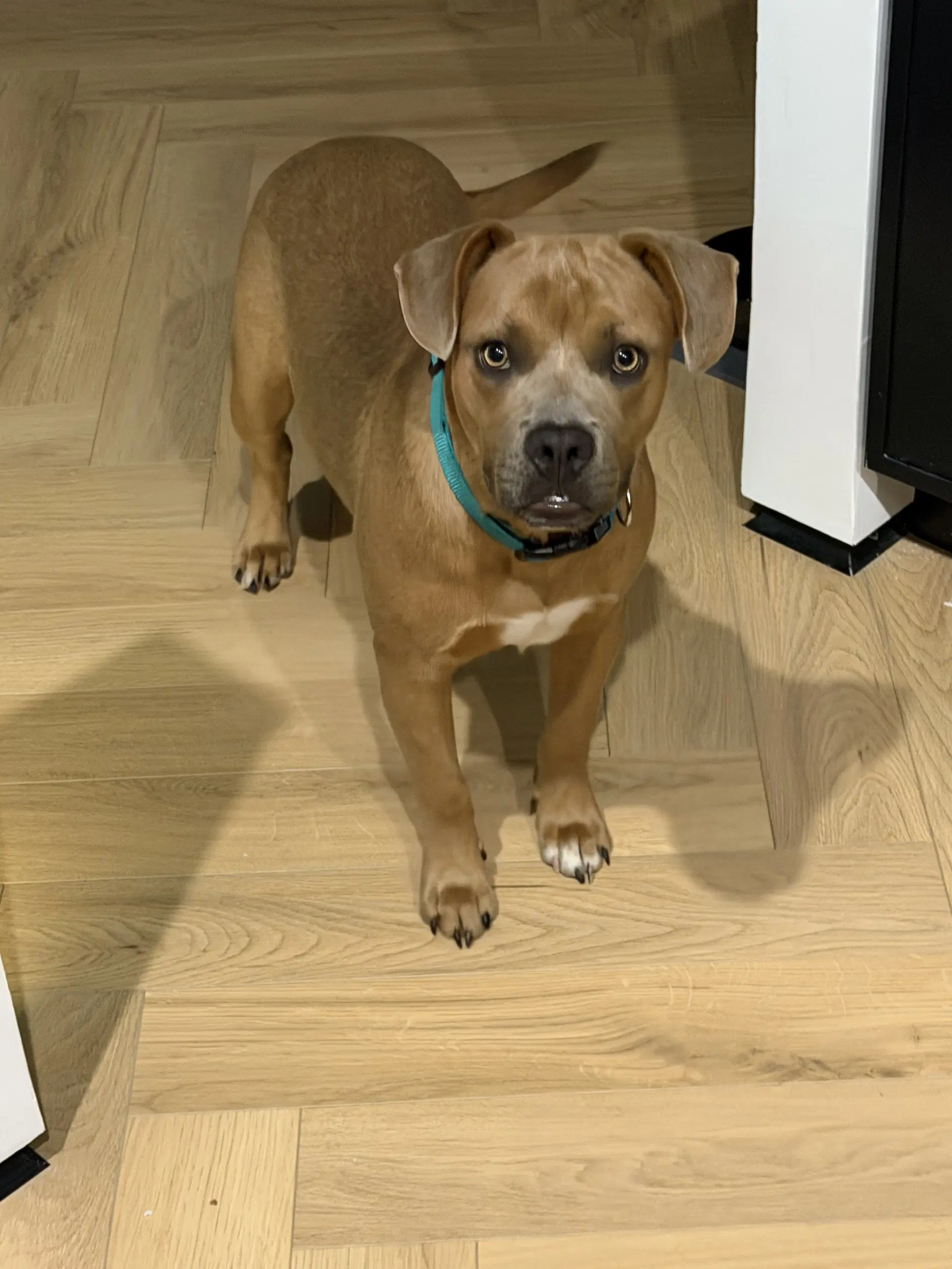 Dingo image 4