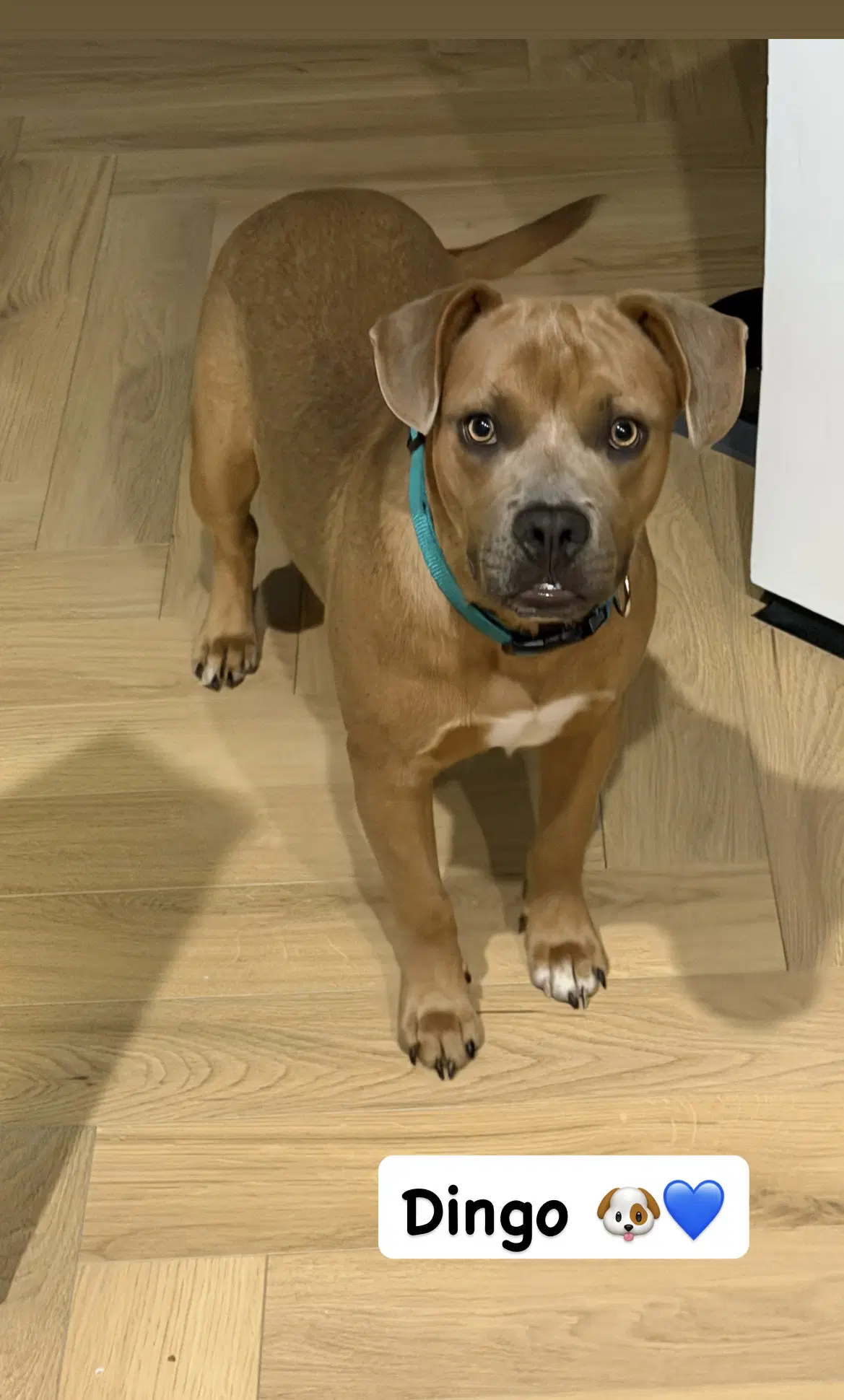 Dingo - American Staffordshire Terrier