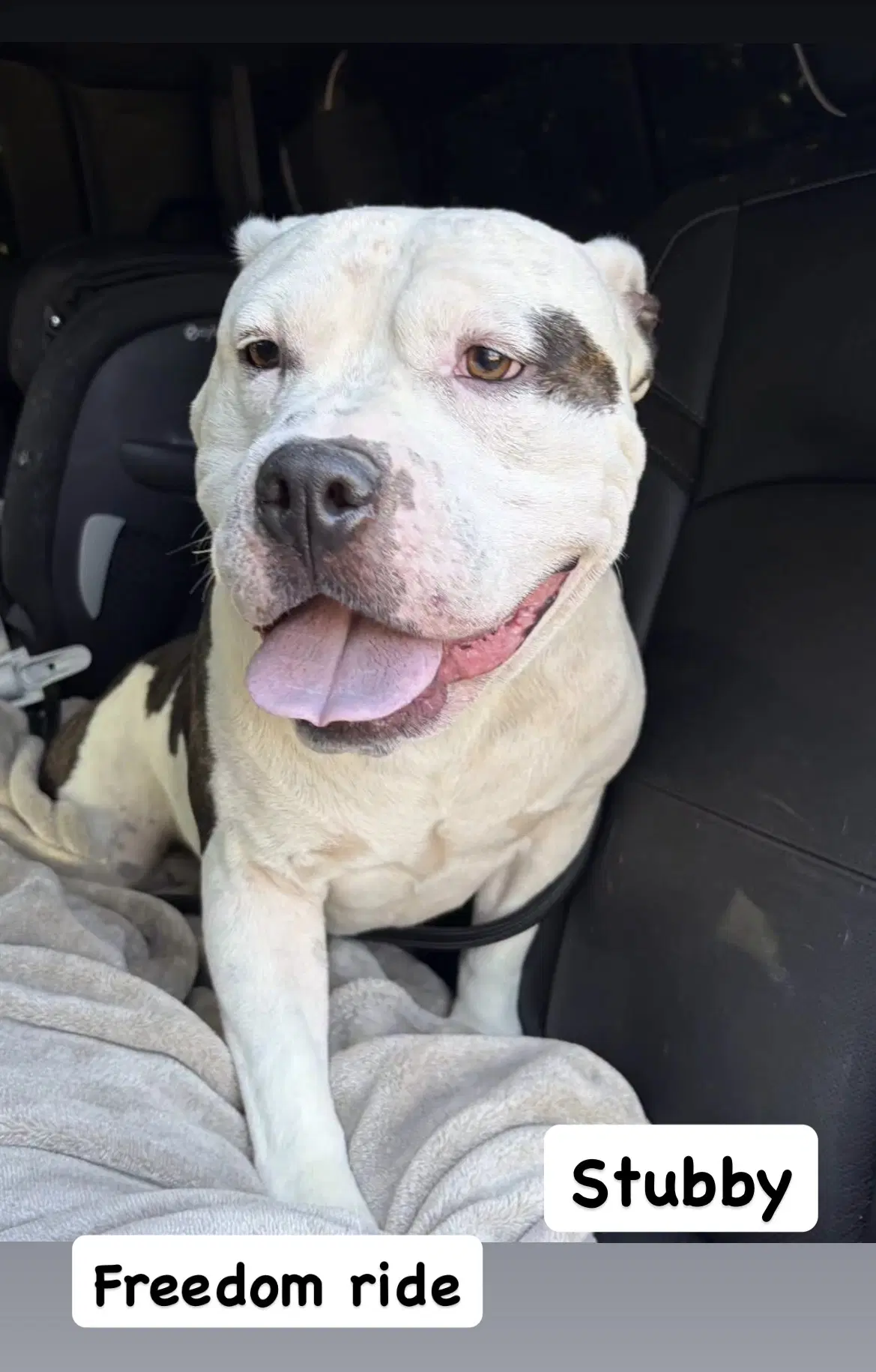 Stubby - American Staffordshire Terrier