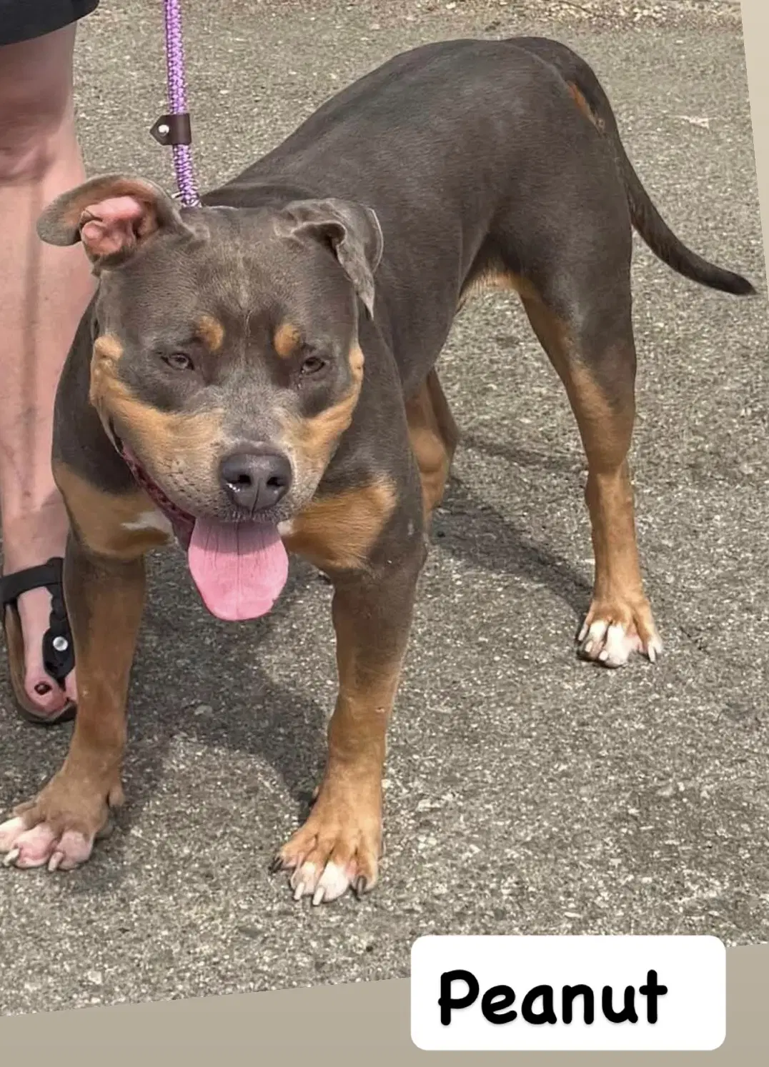 Peanut - American Staffordshire Terrier