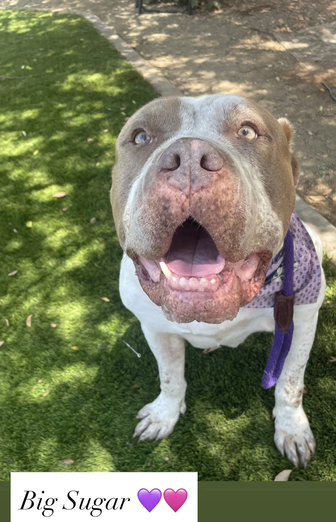 Sugar - American Staffordshire Terrier