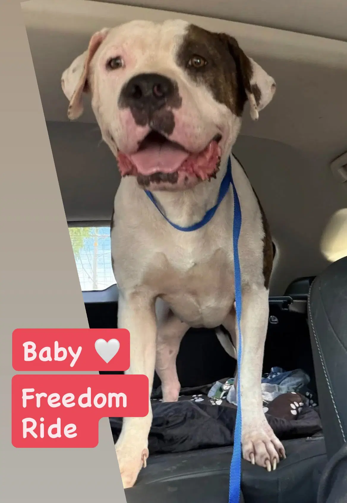 Baby - American Bulldog