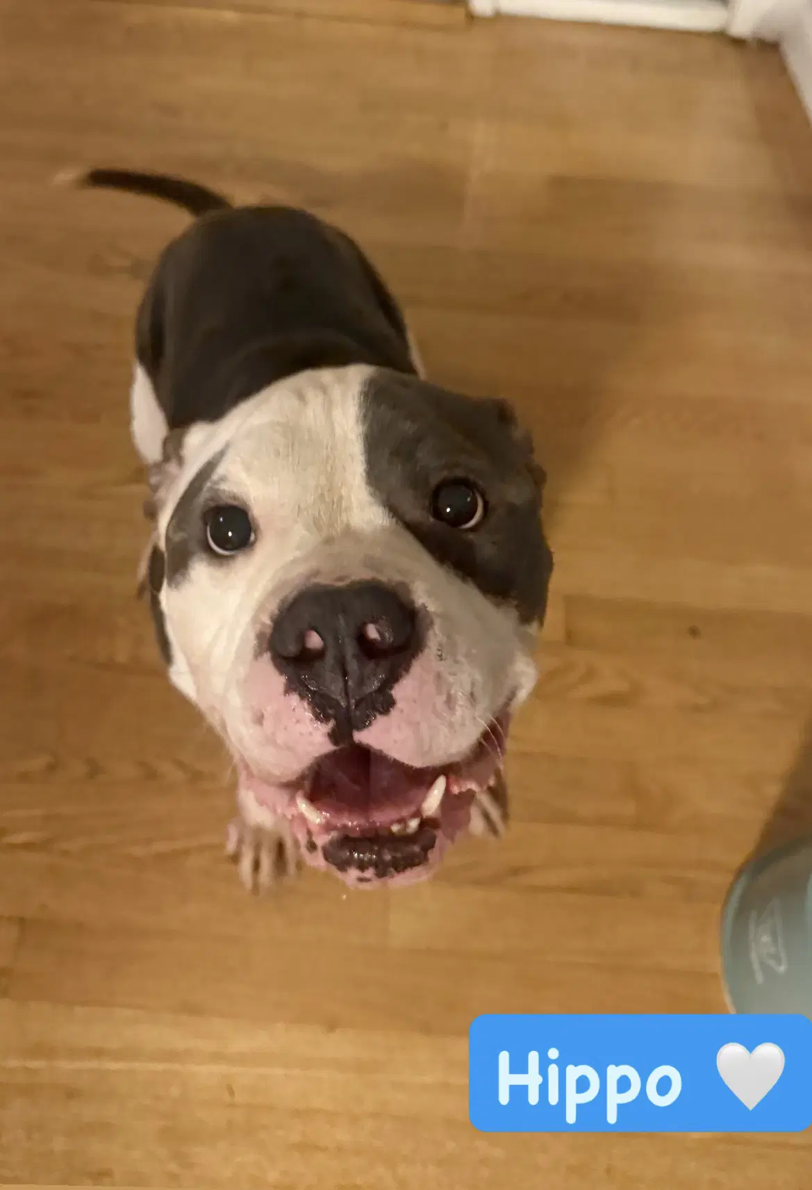Hippo - American Staffordshire Terrier