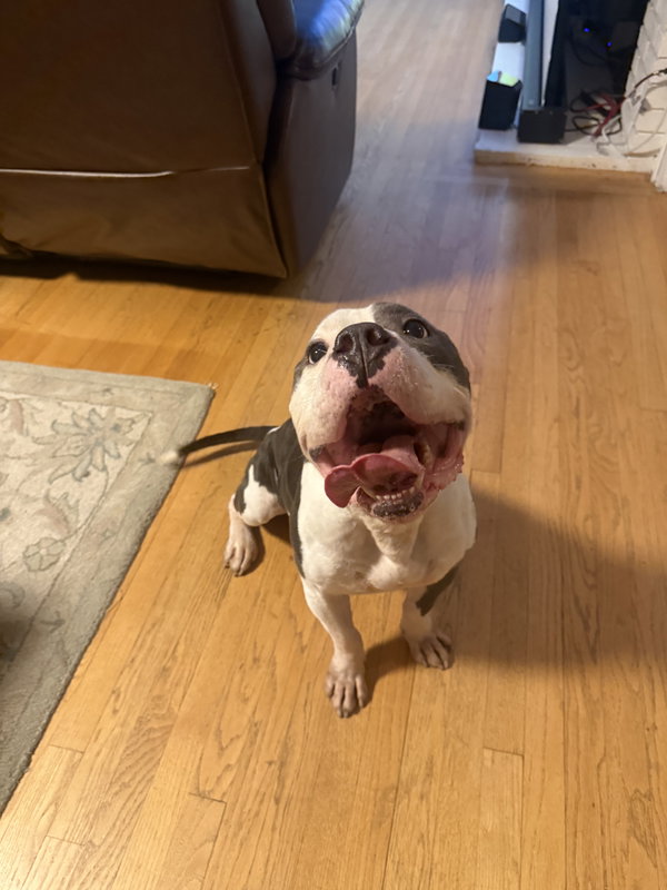 Hippo