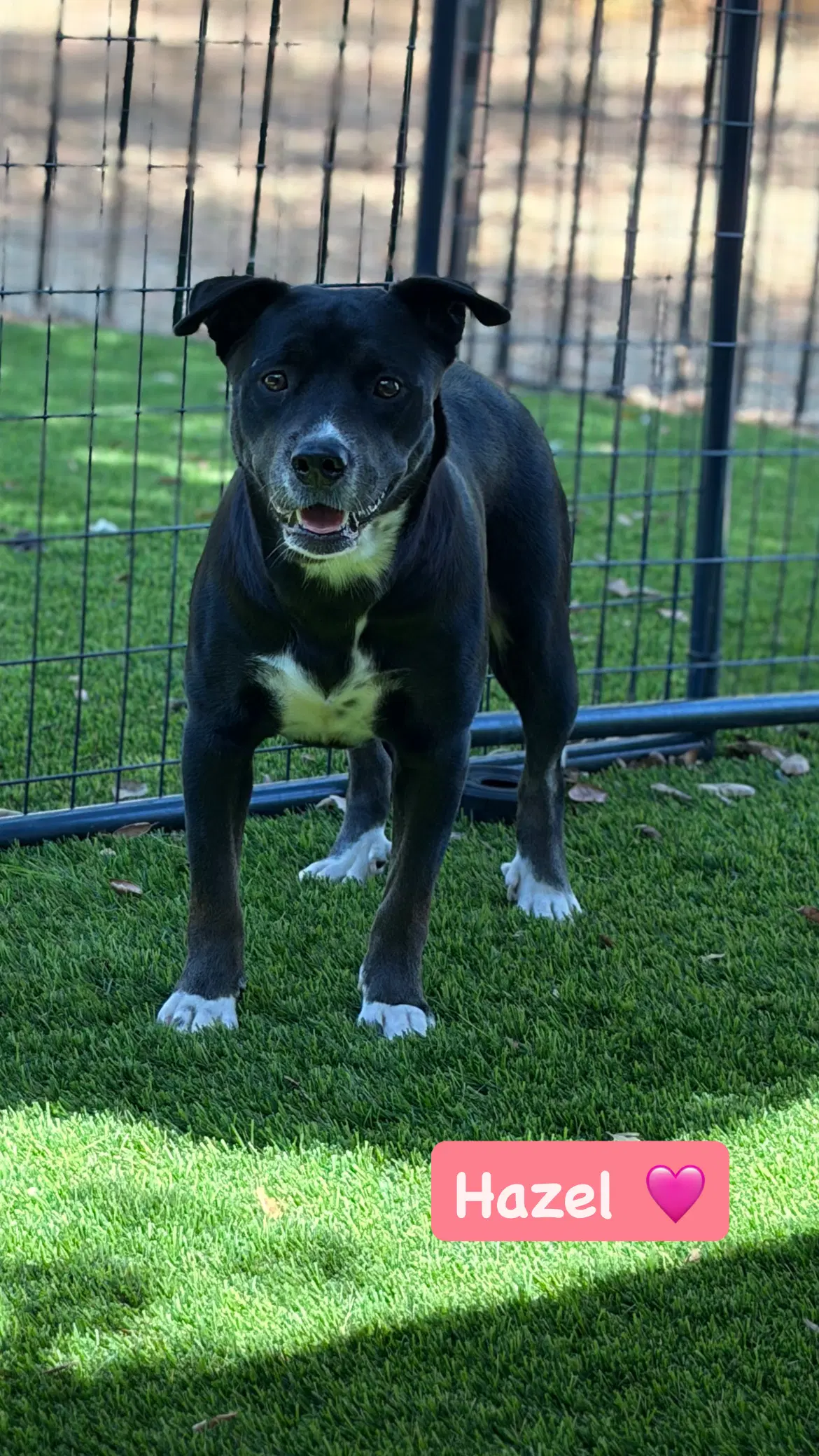 Hazel - American Staffordshire Terrier