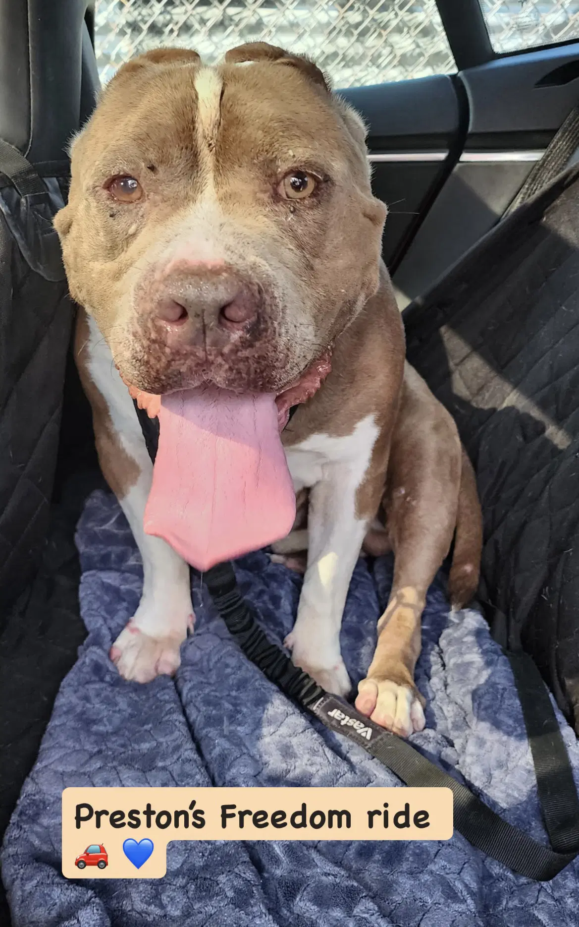 Preston - American Staffordshire Terrier
