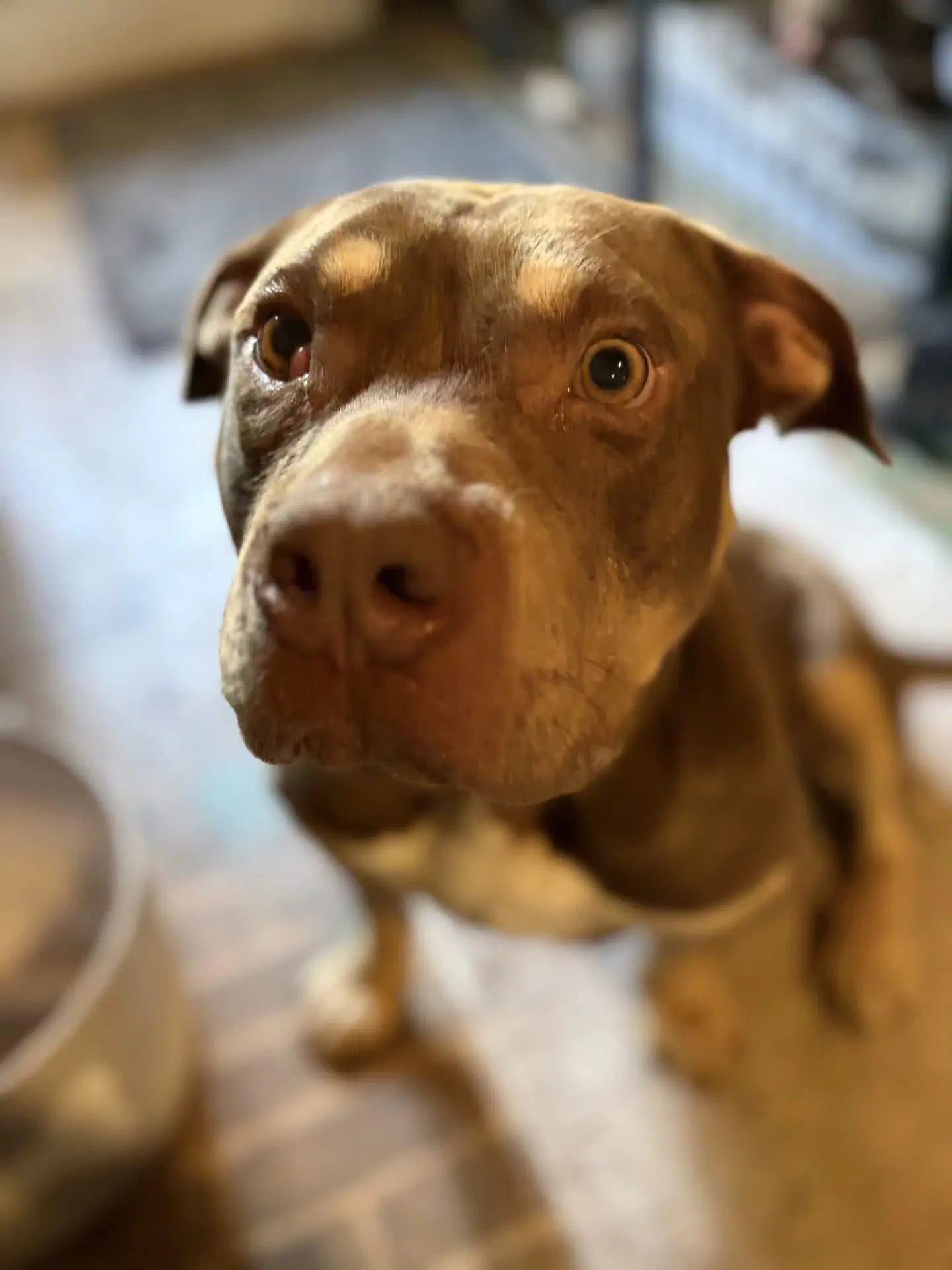 Brownie - American Staffordshire Terrier