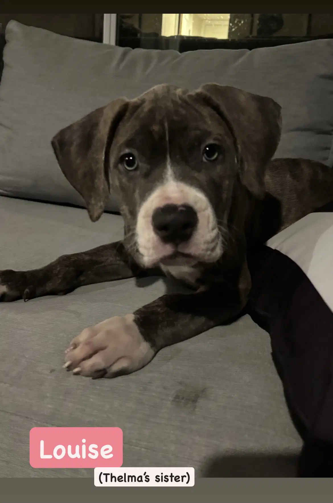 Louise - Mastiff