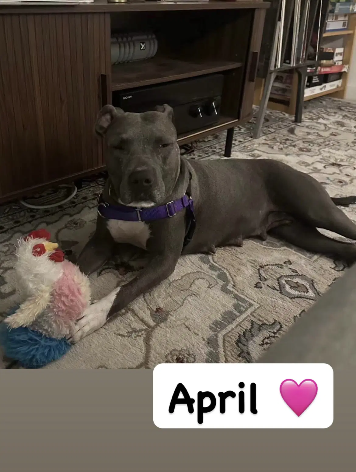 April - American Staffordshire Terrier