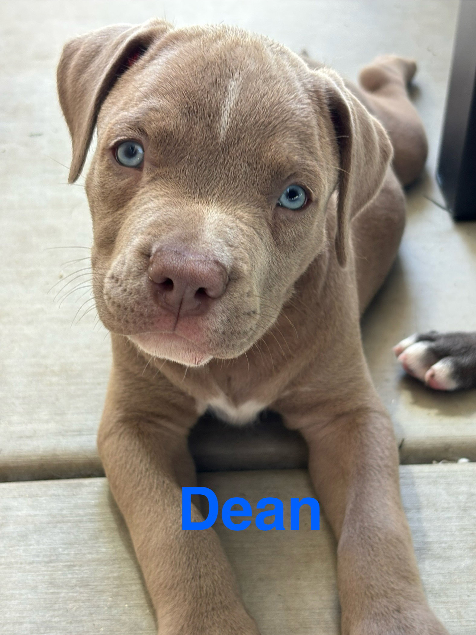 Dolly’s Dreamers - Dean, American Staffordshire Terrier