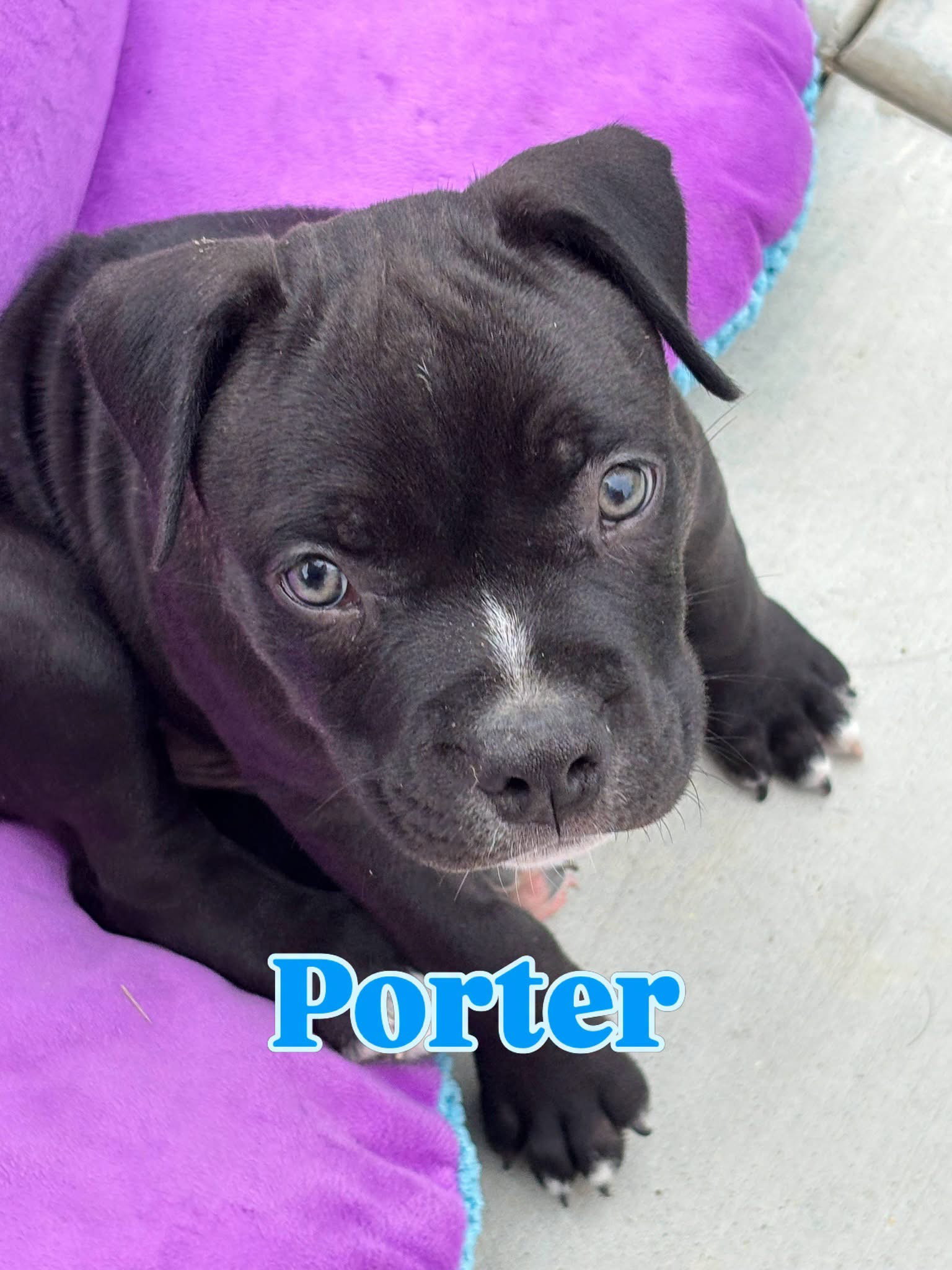 Dolly’s Dreamers - Porter, American Staffordshire Terrier