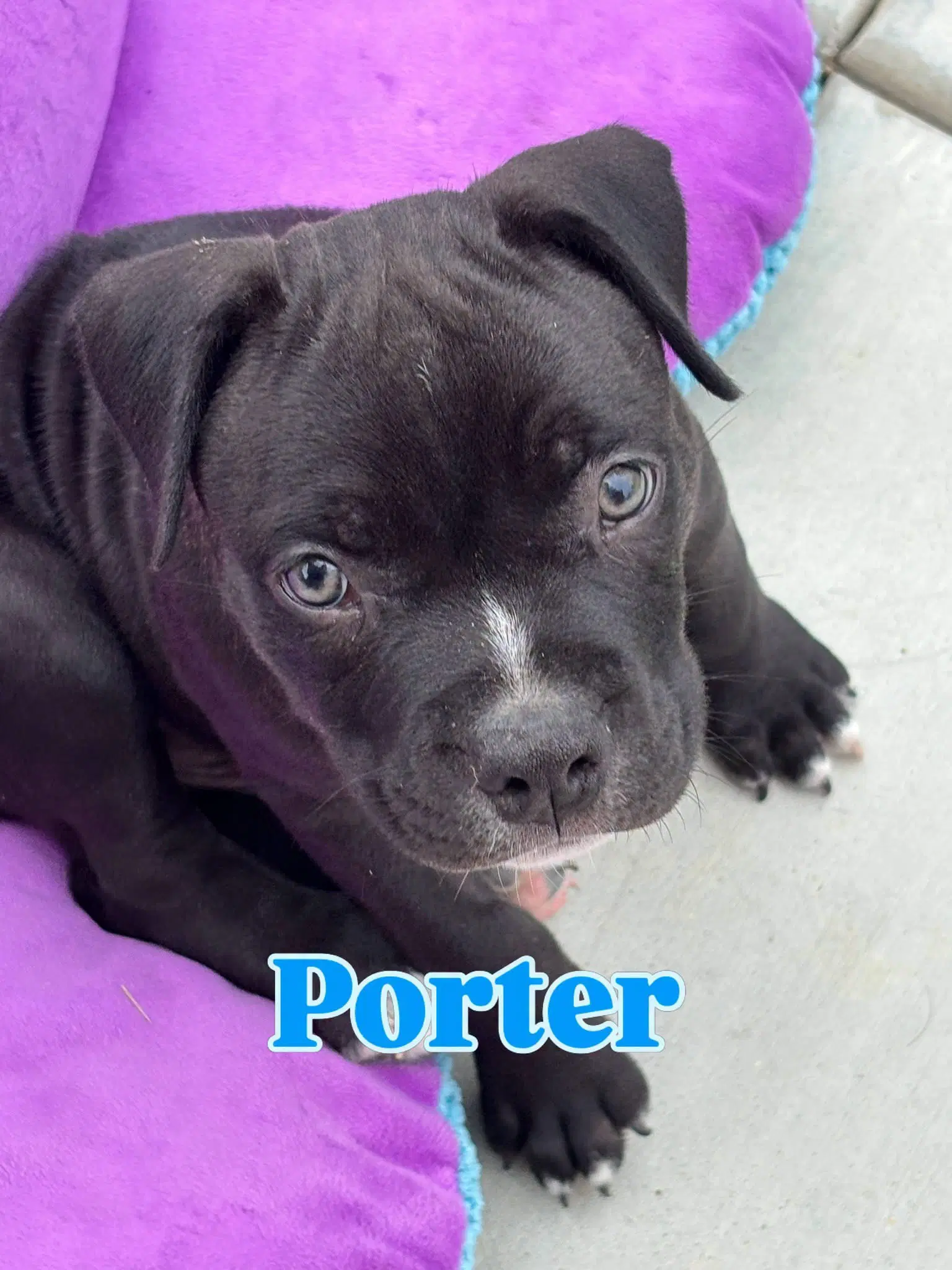 Dollys Dreamers - Porter - American Staffordshire Terrier