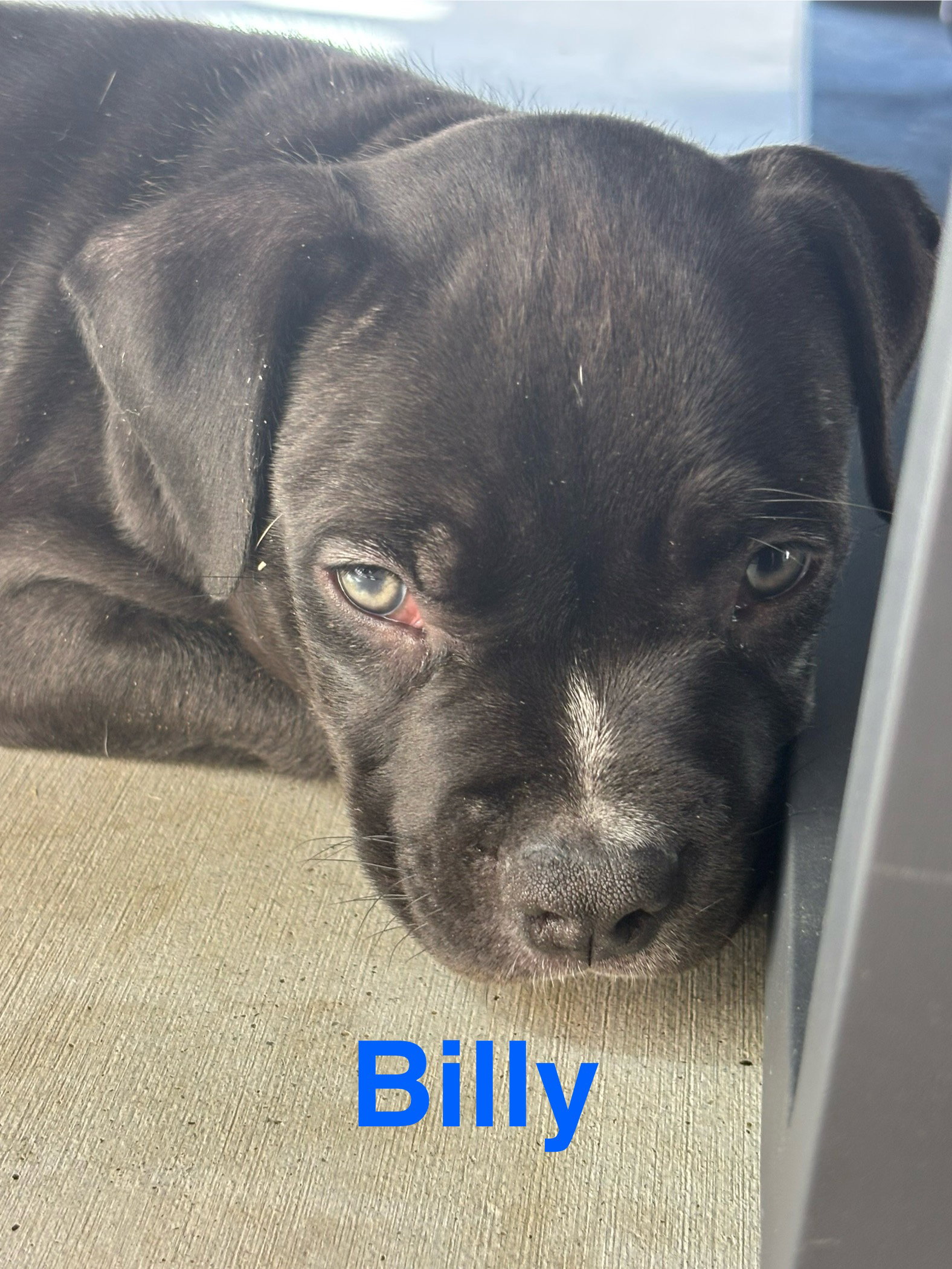 Dolly’s Dreamers - Billy, American Staffordshire Terrier