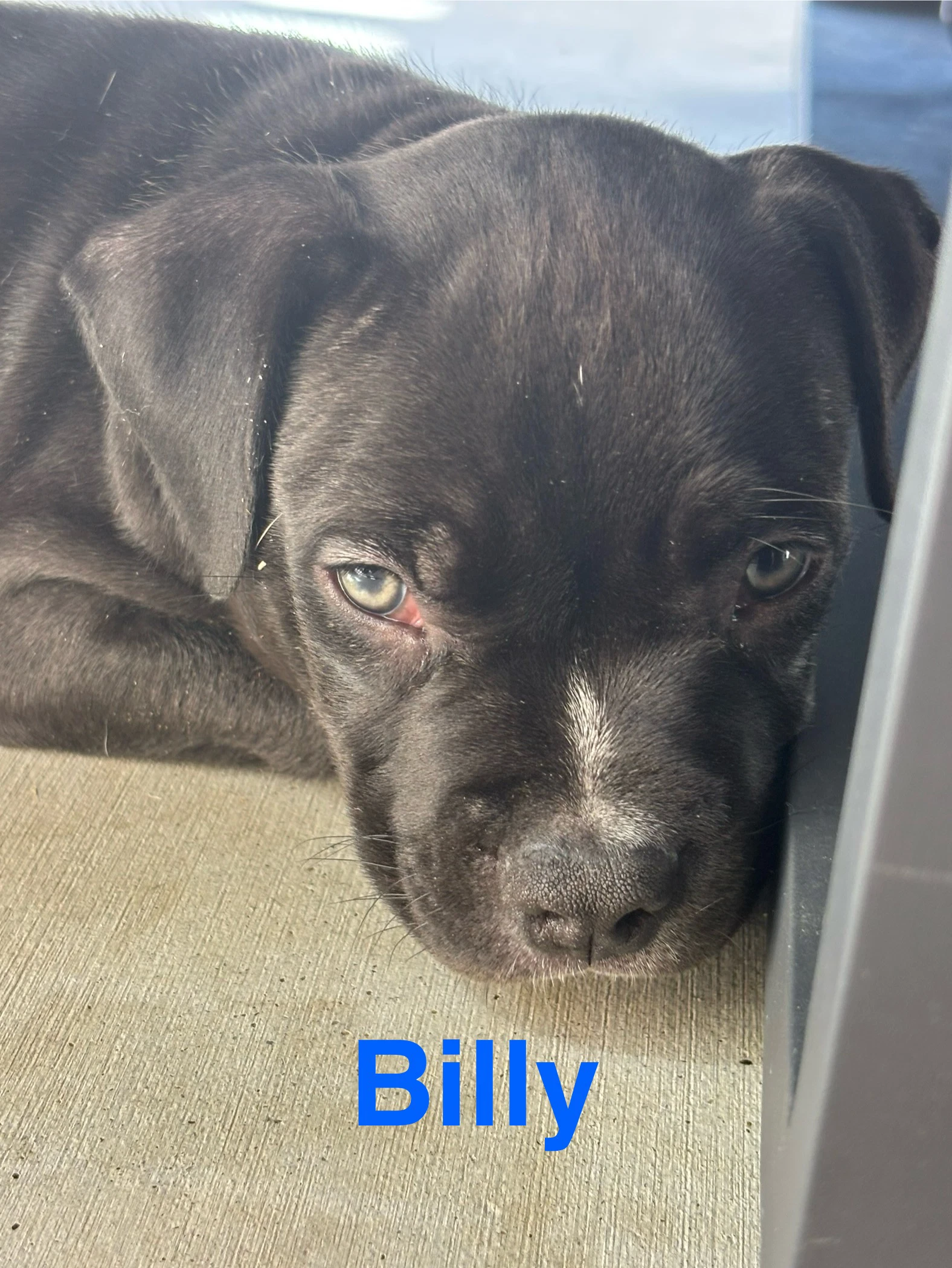 Dollys Dreamers - Billy