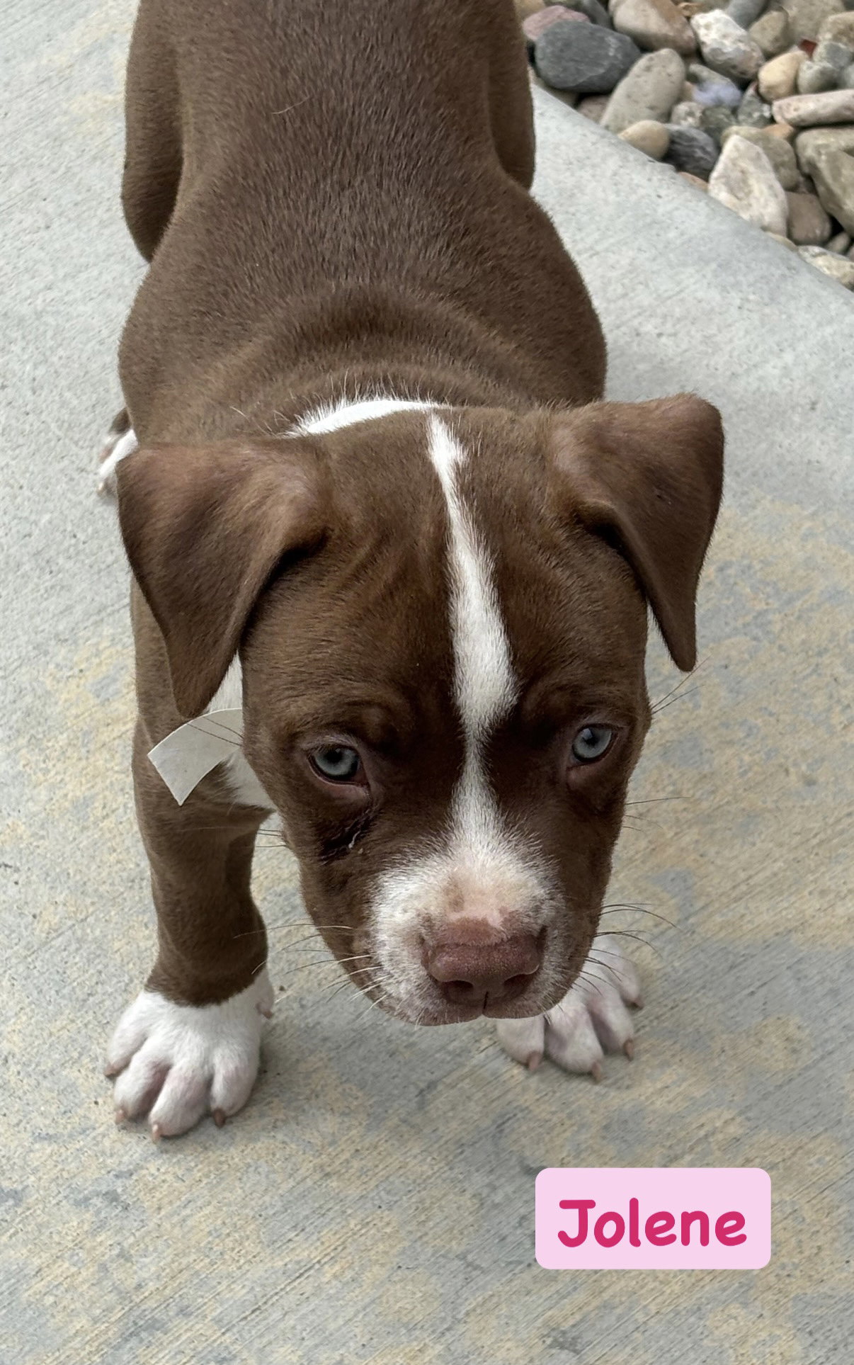 Dolly’s Dreamers - Jolene, American Staffordshire Terrier