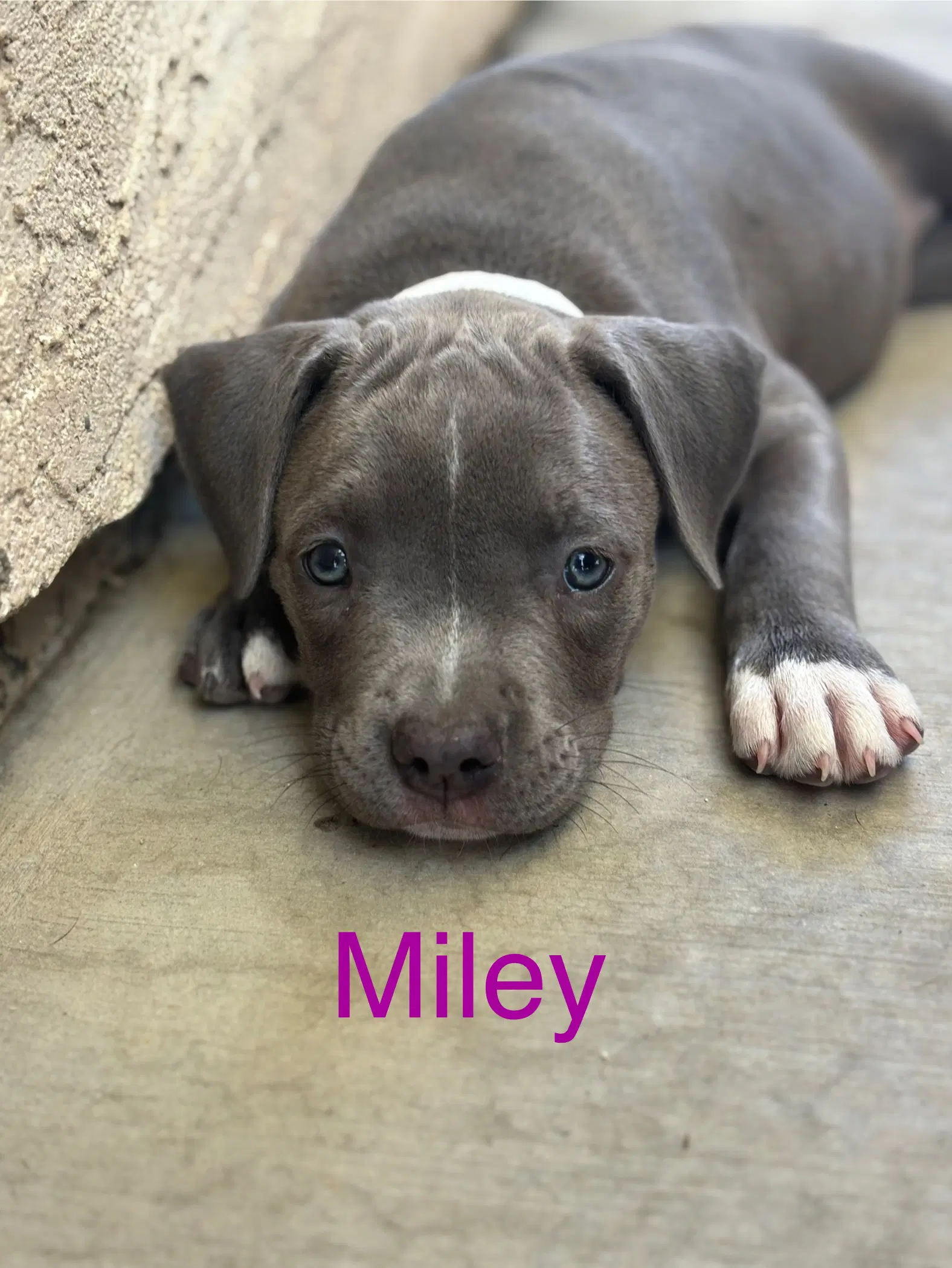 Dollys Dreamers - Miley - American Staffordshire Terrier
