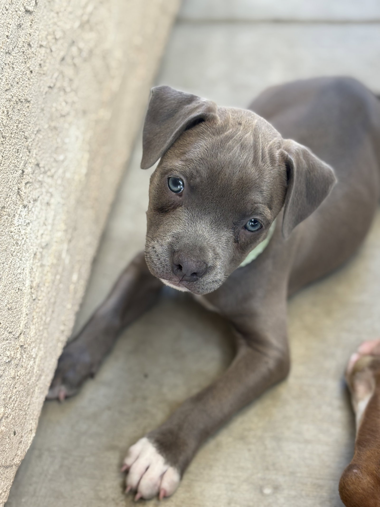 Dolly’s Dreamers - Willa, American Staffordshire Terrier