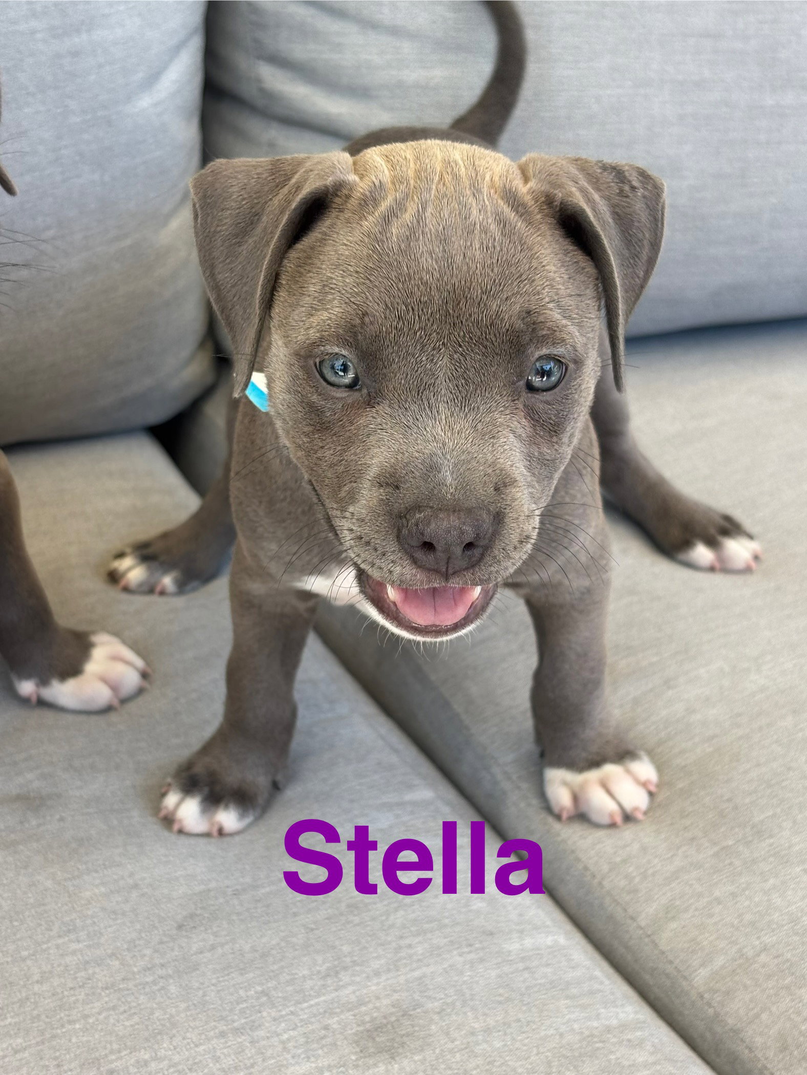 Dolly’s Dreamers - Stella, American Staffordshire Terrier