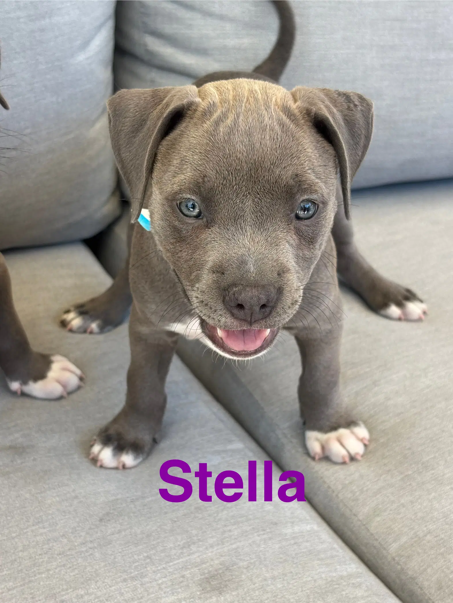 Dollys Dreamers - Stella - American Staffordshire Terrier