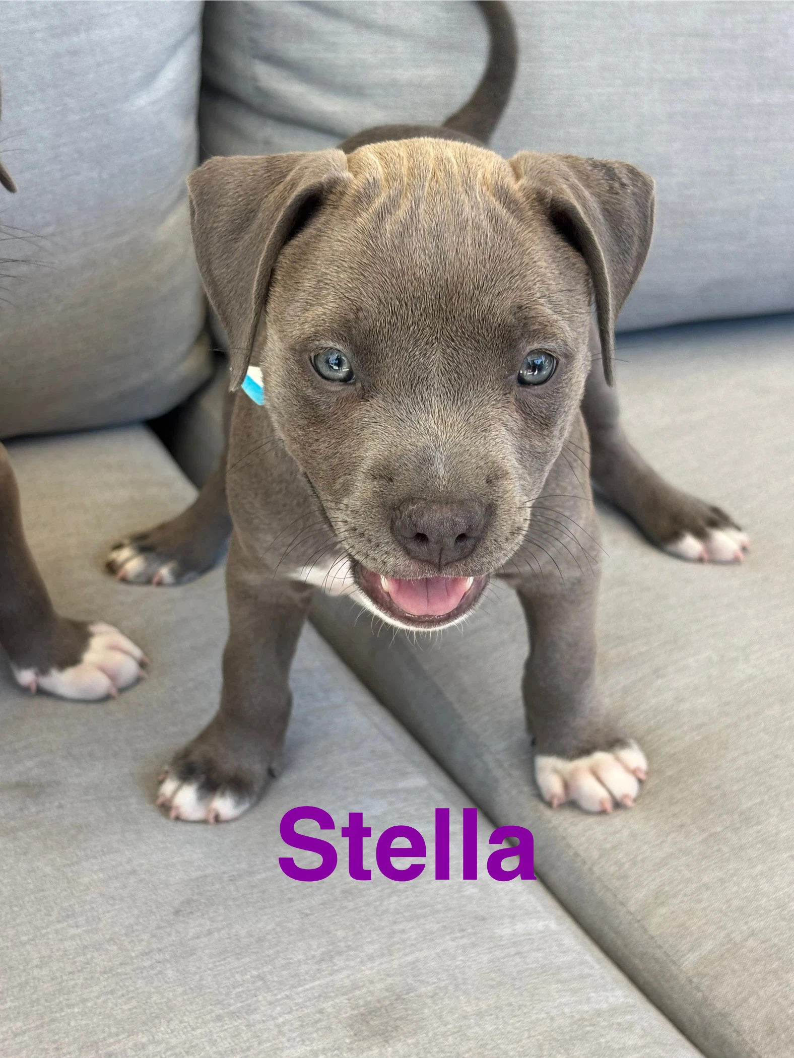 Dollys Dreamers - Stella