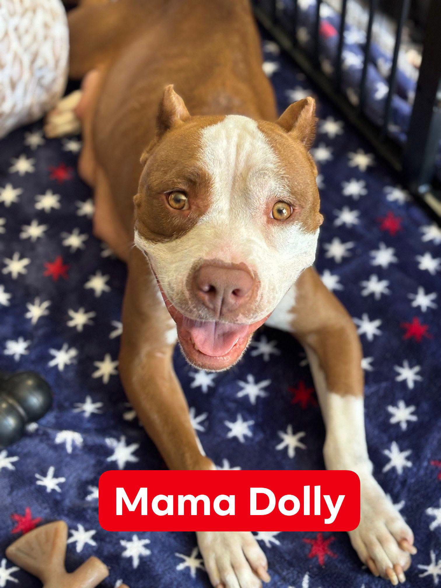 Dolly, American Staffordshire Terrier