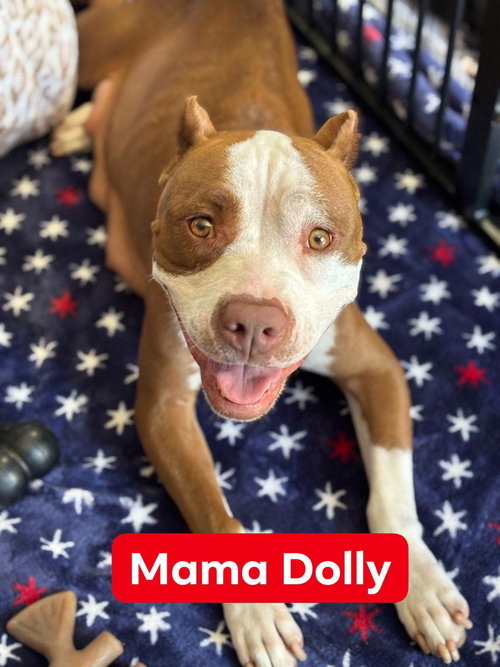 Dolly, a dog for adoption from It's The Pits