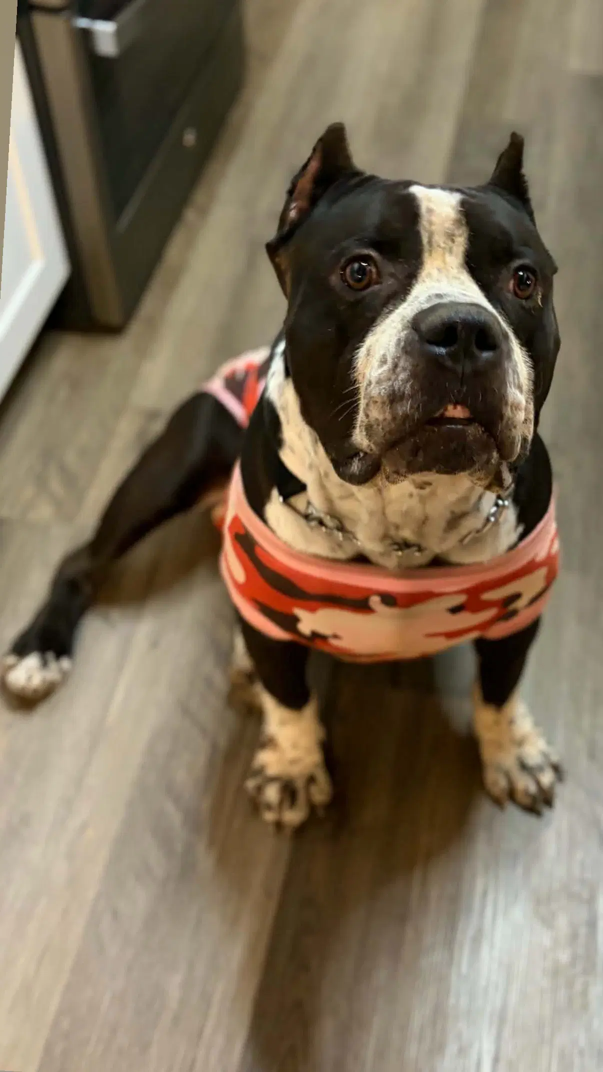 Brutus - American Staffordshire Terrier